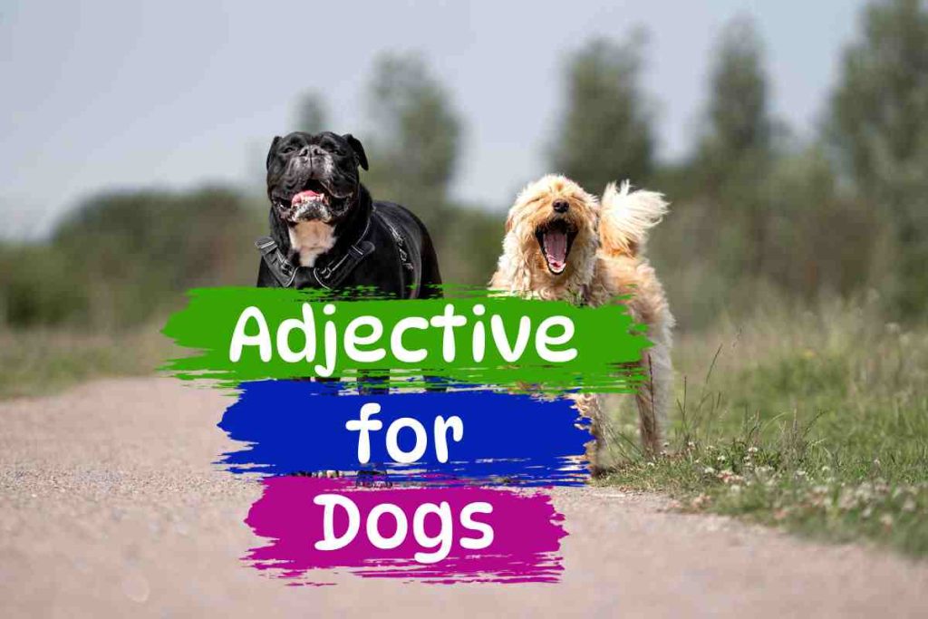 adjective for dogs