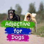adjective for dogs