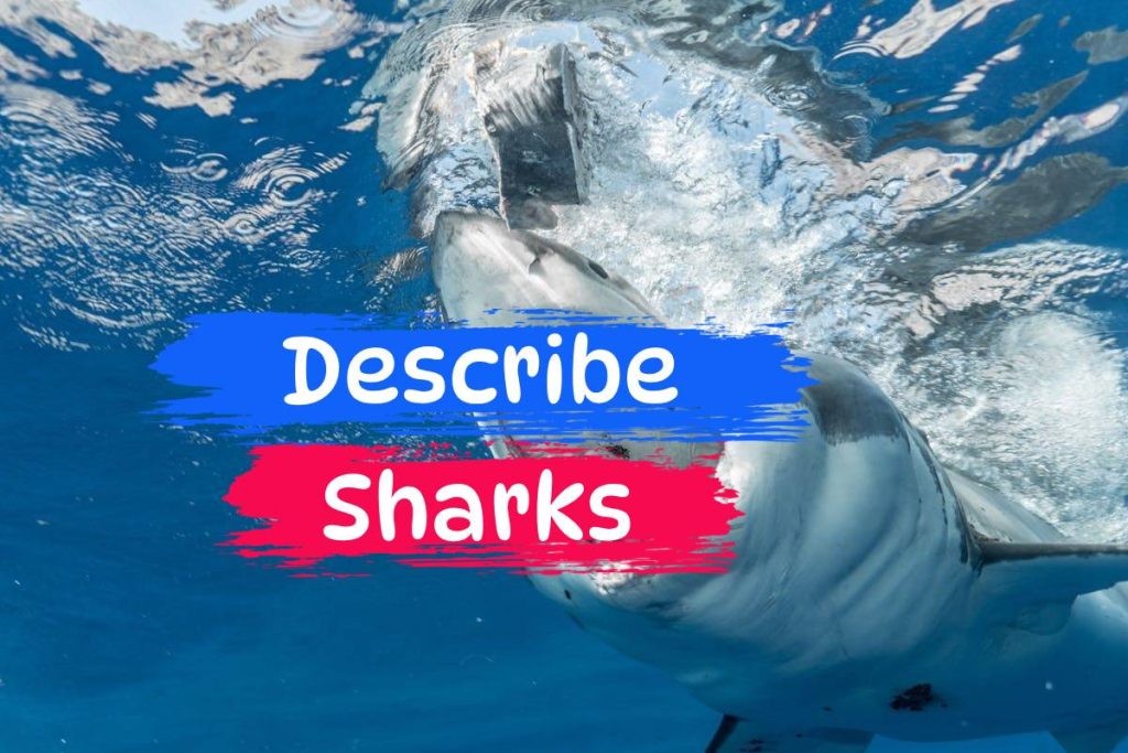 describe sharks