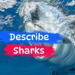 describe sharks